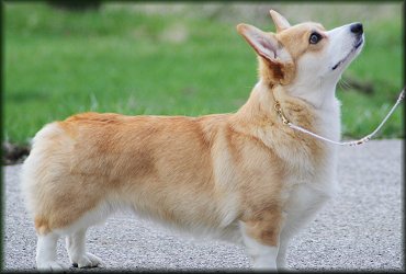 Sian,Wendt Worth Corgis